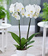 Phalaenopsis Orchidee, 2 Triebe, "Weiß",1 Pflanze (1)