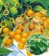 Physalis Preciosa 2 Pflanzen Ananaskirsche Andenbeere (1)