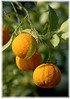 Pomeranze / Bitterorange Citrus aurantium (1)