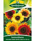 Quedlinburger Bunte Sonnenblumen,1 Portion (1)