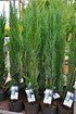 Raketenwacholder (Blue Arrow) -Juniperus scopulorum Blue Arrow (1)
