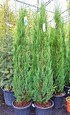 Raketenwacholder (Blue Arrow) - Juniperus scopulorum Blue Arrow (1)