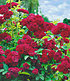 Rambler-Rose "Chevy Chase",1 Pflanze (1)