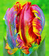 Regenbogen-Tulpe "Blumex®",10 St. (1)