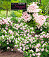 Rhododendron "Nugget by Bloombux®", 1 Pflanze (1)