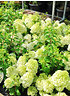 Rispen-Hortensie Bobo ® - Hydrangea paniculata Bobo (1)