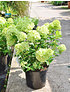 Rispen-Hortensie Little Lime ® - Hydrangea paniculata Little Lime (1)