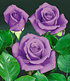 Rose "Blue Saphir",1 Pflanze (1)