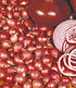 Rote Steckzwiebeln "Red Baron",75 Stück Pflanzzwiebel Speisezwiebel (1)