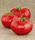 Rote Tomate "Berner Rose",1 Pflanze (1)
