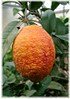Rote Zitrone Citrus limon ´Rosso` (1)