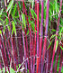 Roter Bambus "Chinese Wonder",1 Pflanze (1)