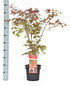 Roter Fächer-Ahorn (Atropurpureum) - Acer palmatum Atropurpureum (1)