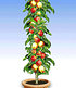 Säulen-Apfel "Braeburn",1 Pflanze (1)