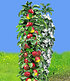 Säulen-Apfel "Red River®",1 Pflanze (1)