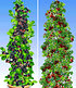 Säulen-Beeren-Kollektion,2 Pflanzen (1)