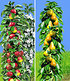 Säulen-Obst Kollektion Birne & Apfel,2 Pflanzen (1)