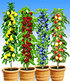 Säulen-Obst-Kollektion,4 Pflanzen (1)
