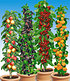 Säulen-Obst-Raritäten-Kollektion,4 Pflanzen (1)