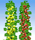 Säulen-Stachelbeeren Kollektion,2 Pflanzen (1)