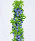 Säulen-Zwetschge "Anja®",1 Pflanze (1)