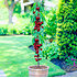 Säulenkirsche "Garden Bing®",1 Pflanze (1)