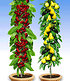 Säulenobst-Duo "Birne & Kirsche",2 Pflanzen (1)