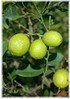 Saure Mexikanische Limette Citrus aurantiifolia (1)