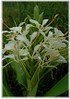 Schmetterlingslilie Hedychium coronarium (1)