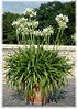 Schmucklilie Agapanthus praecox ´Albus` (1)