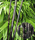 Schwarzer Bambus "Black Pearl", 1 Pflanze (1)