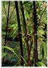 Schwarzer Bambus Phyllostachys nigra (1)