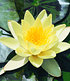 Seerose (Nymphaea) "Goldgelb",1 St. Wasserpflanzen Teichpflanzen (1)