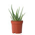 Sense of Home Zimmerpflanze Aloe vera ohne Übertopf (1)