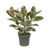 Sense of Home Zimmerpflanze Ficus elastica 'Tineke' (1)