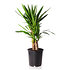 Sense of Home Zimmerpflanze Yucca-Palme (1)