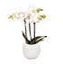 Sense of Home Zimmerpflanzen-Set "Premium Orchid" (1)