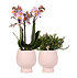 Sense of Home Zimmerpflanzen-Set "Scandic Orchid" (1)