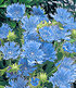 Stokesia "Blue Danube",2 Pflanzen (1)