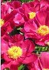Strauch-Pfingstrose (Päonie) 28 cm - Topf pink - Paeonia suffruticosa (1)