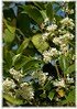 Süße Duftblüte Osmanthus fragrans (1)