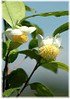 Teestrauch Camellia sinensis (1)