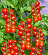 TOMACCIO®-Tomate,2 Pflanzen Tomatenpflanze getrocknet Trockentomaten (1)
