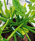 Topf-Zucchini "Easy Pick Green®" F1,2 Pflanzen (1)