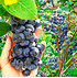 Trauben-Heidelbeere "Reka® Blue", 1 Pflanze (1)