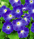 Trichterwinde "Blue Hardy",1 Pflanze (1)
