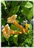 Trompetenblume Campsis radicans ´Flava` (1)