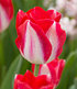 Tulpe "Kissable",10 Zwiebeln (1)