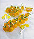 Verdelte Zucker-Tomate "Solena® Yellow" F1, 2 Pflanzen (1)