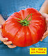 Veredelte Fleisch-Tomate "Gigantomo" F1,2 Pflanzen (1)